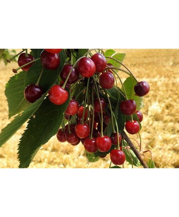 Capella Cherry (Wild) e-Stevia