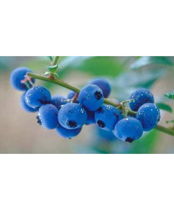 Capella Blueberry