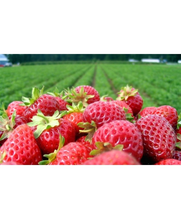 Capella Sweet Strawberry